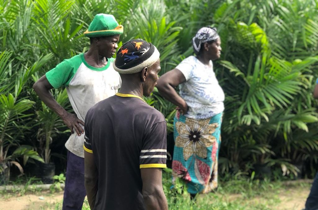 Head-counting of Oil palm and verification of Beneficiary list ongoing in the South.