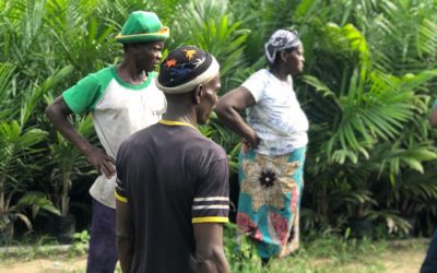 Head-counting of Oil palm and verification of Beneficiary list ongoing in the South.