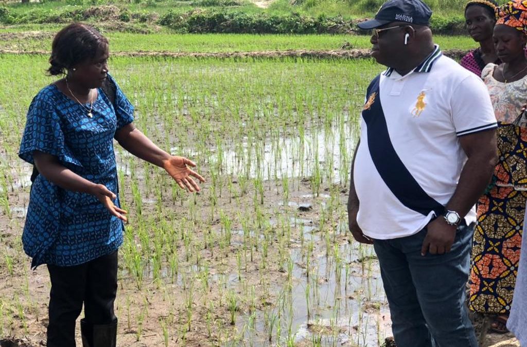 SUPPORTING INLAND VALLEY SWAMP RICE PRODUCTION – AVDP BOOST FARMERS RESILIENCE