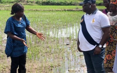 SUPPORTING INLAND VALLEY SWAMP RICE PRODUCTION – AVDP BOOST FARMERS RESILIENCE