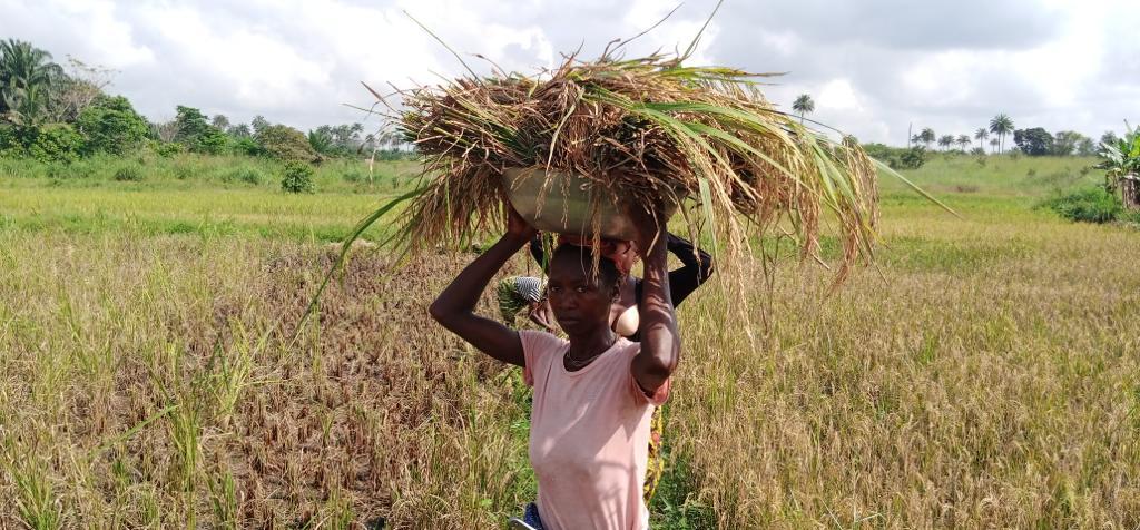 “IFAD has changed the way we farm” says Bendu Paramount Chief