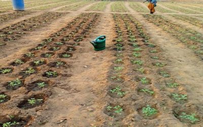 Support to local vegetable production