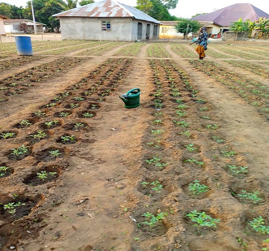 Support to local vegetable production